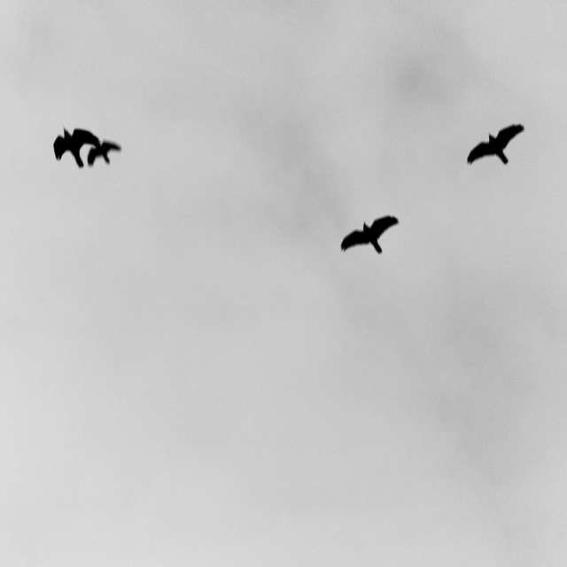 Black Raven III - ID 014313