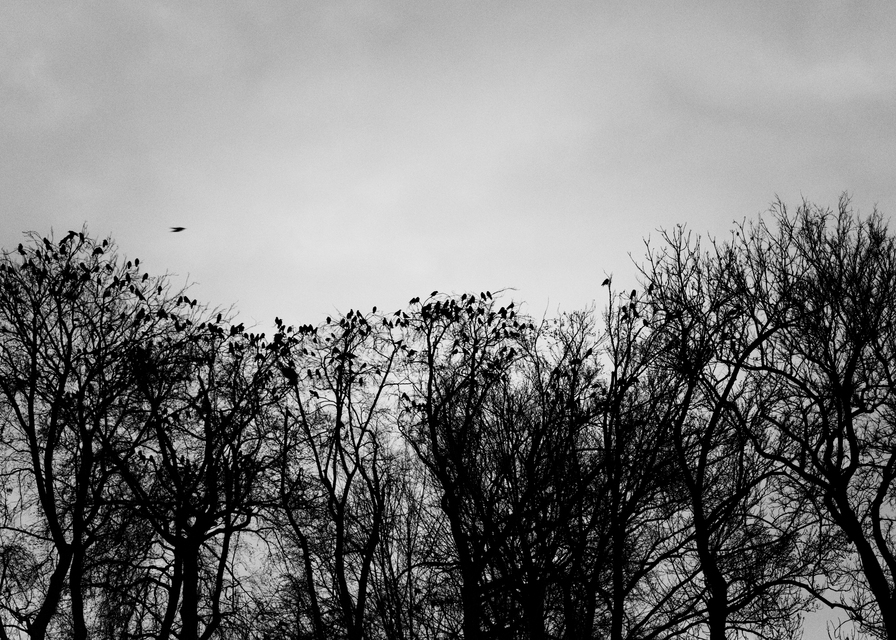 Danube Raven III - ID 014314