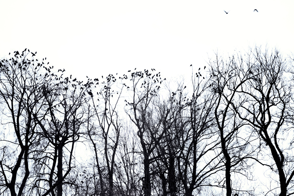 Danube Raven IV - ID 014315