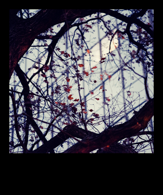 Leaves before Windows - ID 014316