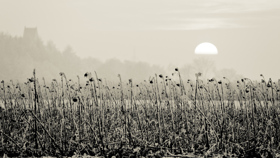 Winter Sunset XX - ID 014339