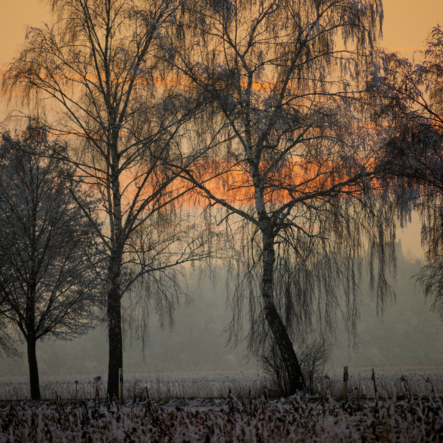 Winter Sunset XXIII - ID 014342