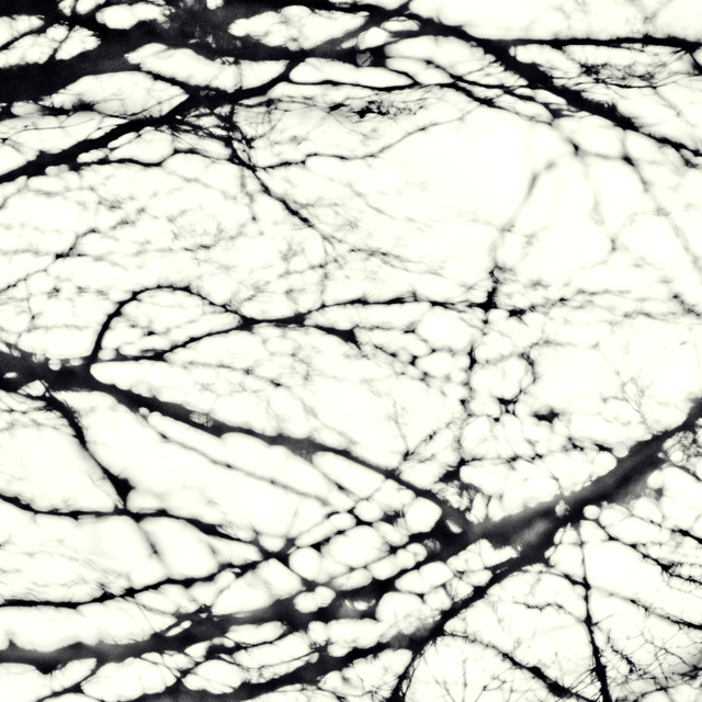 Black Trees on White Water VII - ID 014362