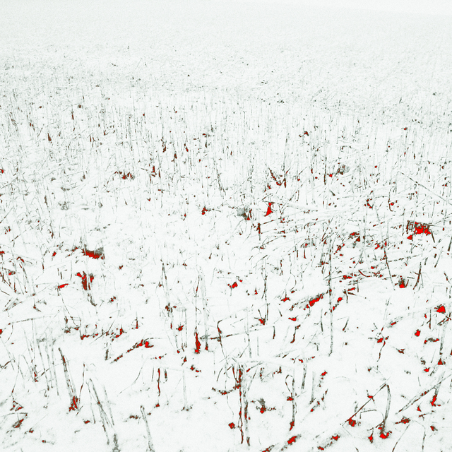 Red with Snow on Crop Plants I - ID 014388